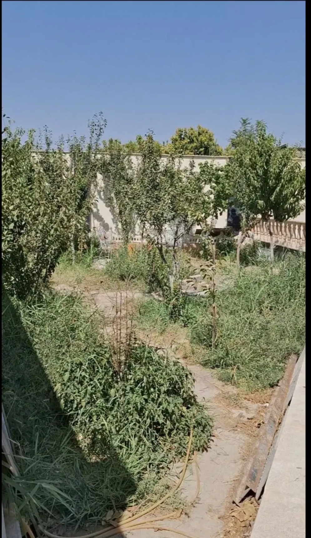 باغچه ۵۰۰ متری