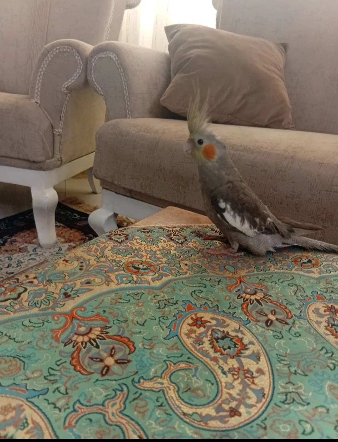 یک عروس هلندی سرحال