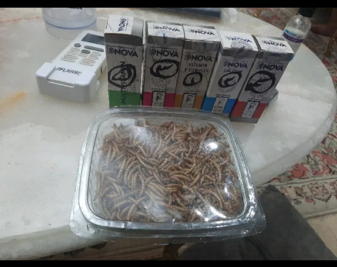 قفس چوبی و غذا و مکمل پرنده