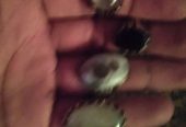 انگشتر نقره