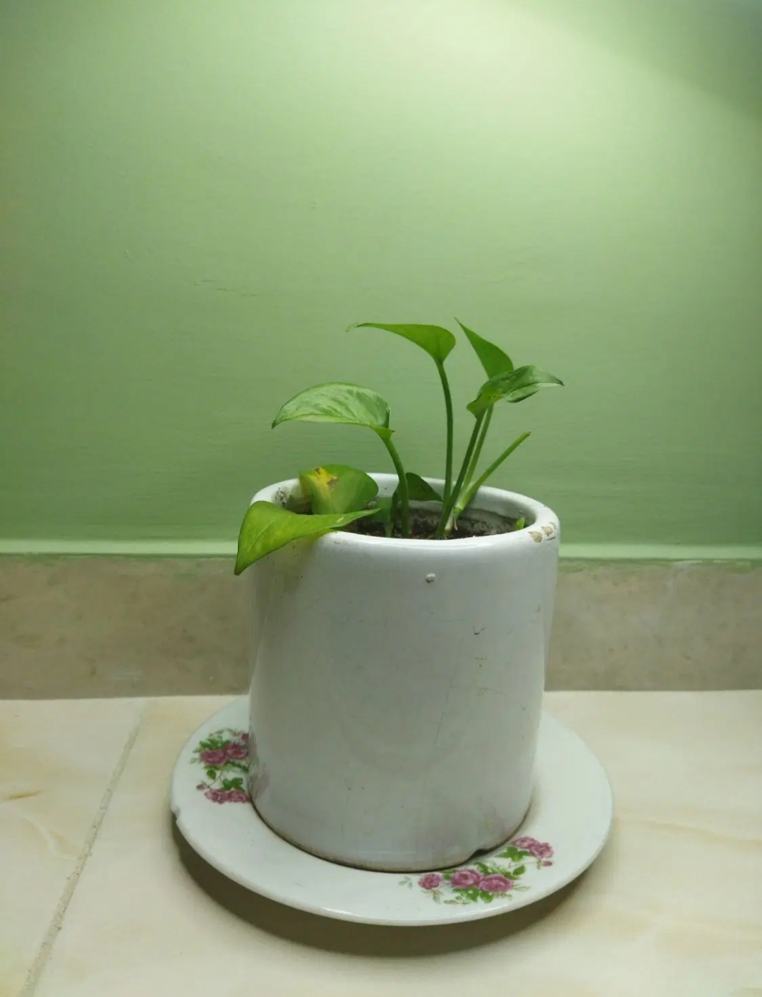 گیاه پتوس