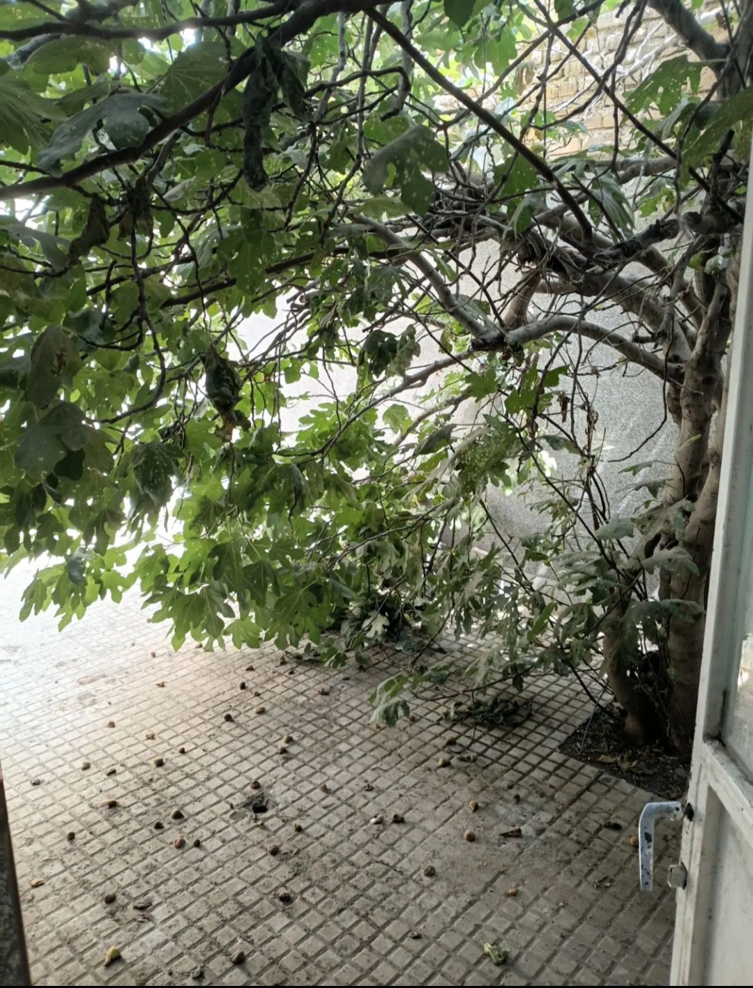 اجاره دوطبقه