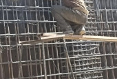 دونفرارماتوربندنیازمندم .