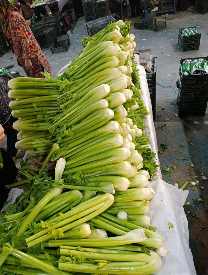 بسته بندی کاهو و کرفس .