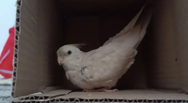 گمشده