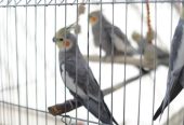 عروس هلندی گم شده