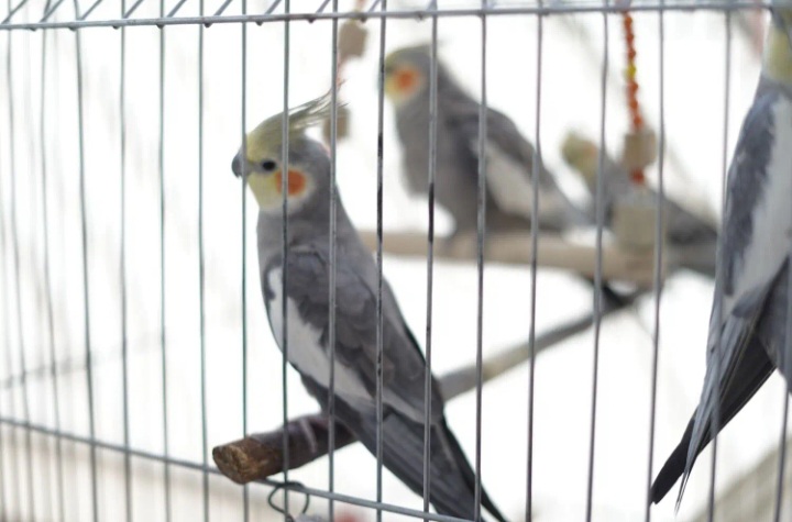 عروس هلندی گم شده
