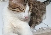 گربه گمشده