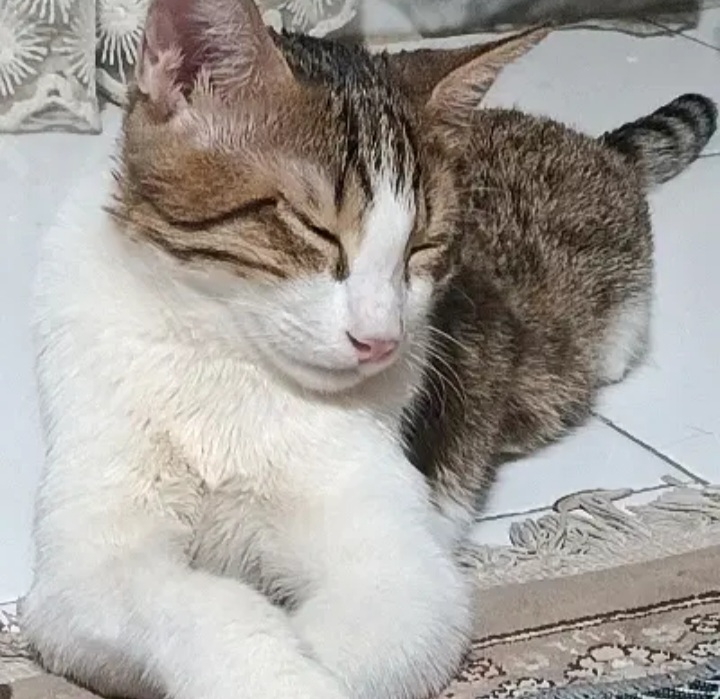 گربه گمشده