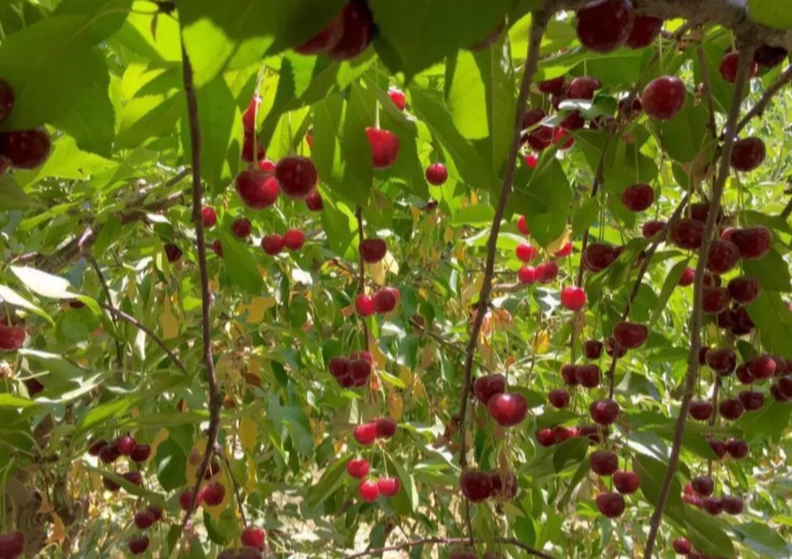 باغ ویلا سندارگلستان چهارباغ .