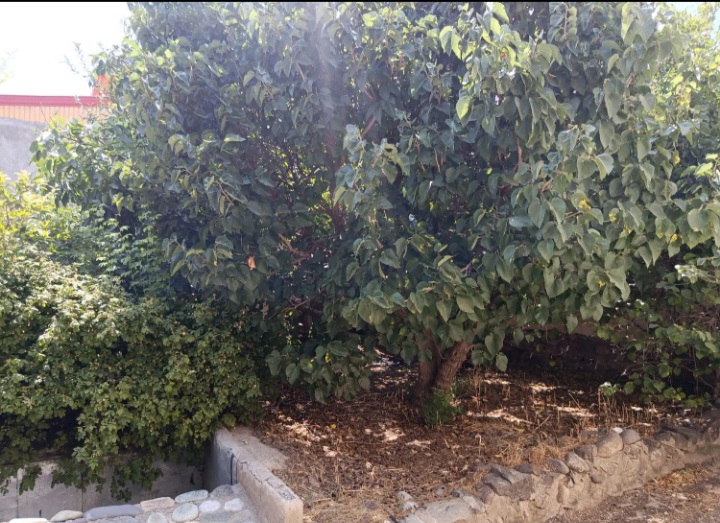 خونه ویلایی .