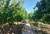 فروش باغ ویلا .