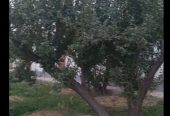 ویلایی فروشی قپچاق خوشنام.