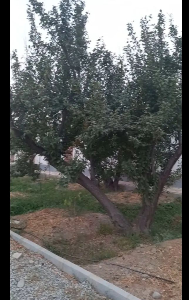 ویلایی فروشی قپچاق خوشنام.